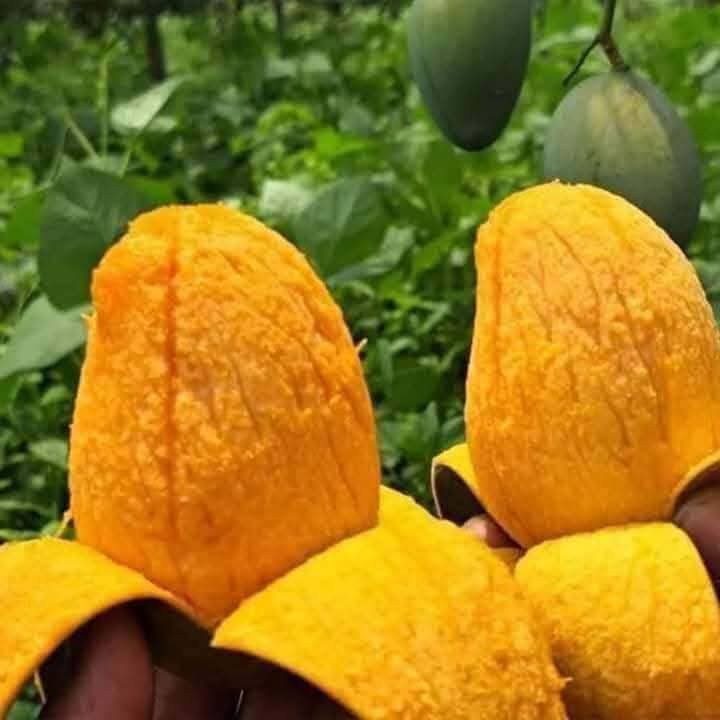 গোবিন্দভোগ আম - ১২ কেজি – ১৬৯০ টাকা